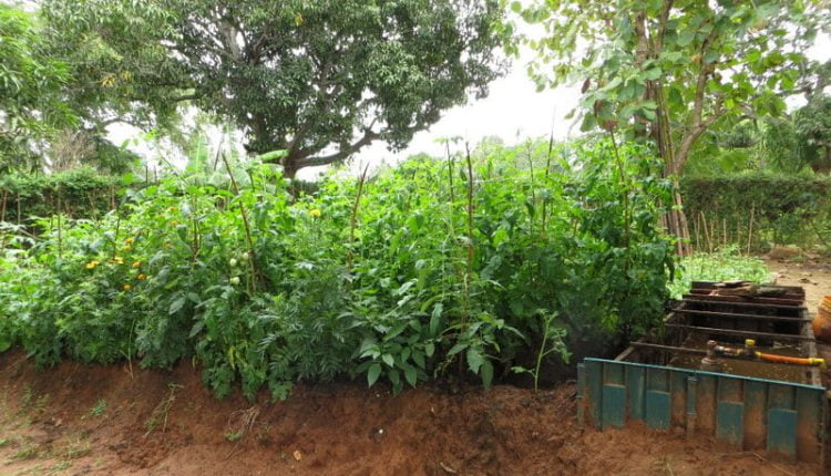 The Gesi Shamba model by Sim Gas