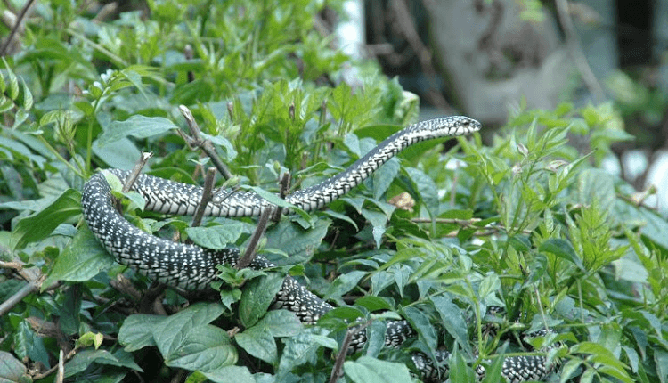 A snake at the national museums of Kenya.