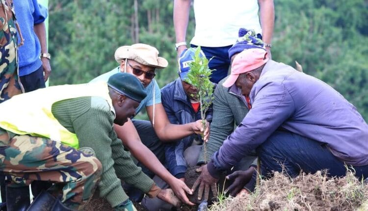Tree planting