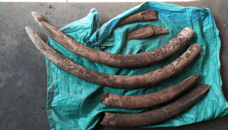 The elephant tusks that were recovered in Laikipia